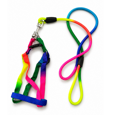 Dogs — Walking & Accessories