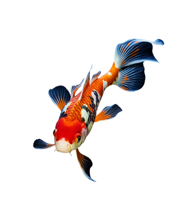 Fish & Aquatics